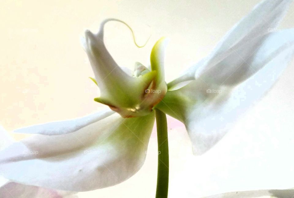 orchid or fairy?