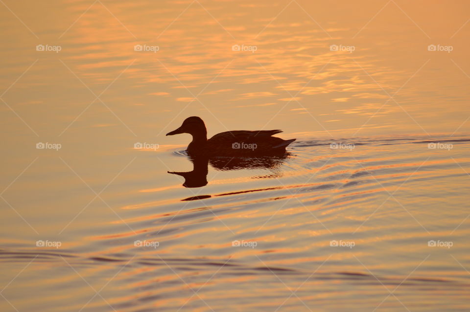 orange sunset reflection in the lake