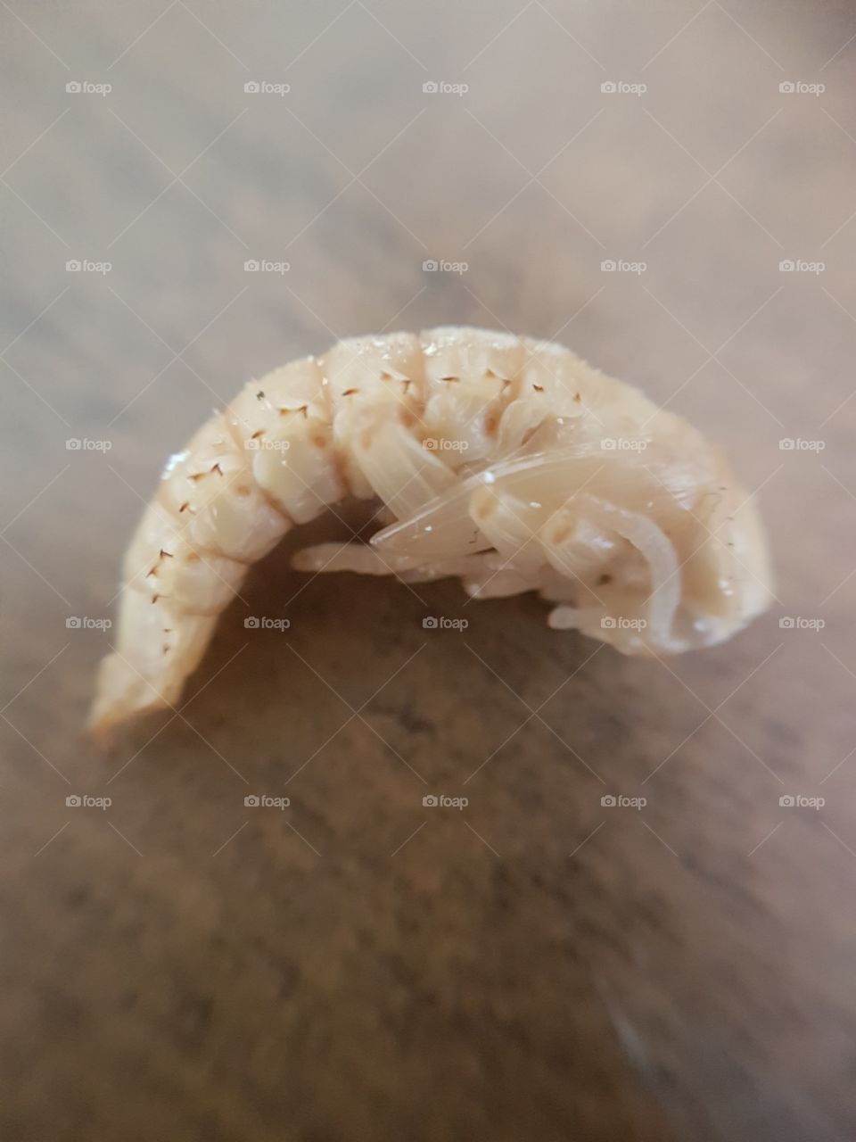 Black Beetle closeup. Macro. 