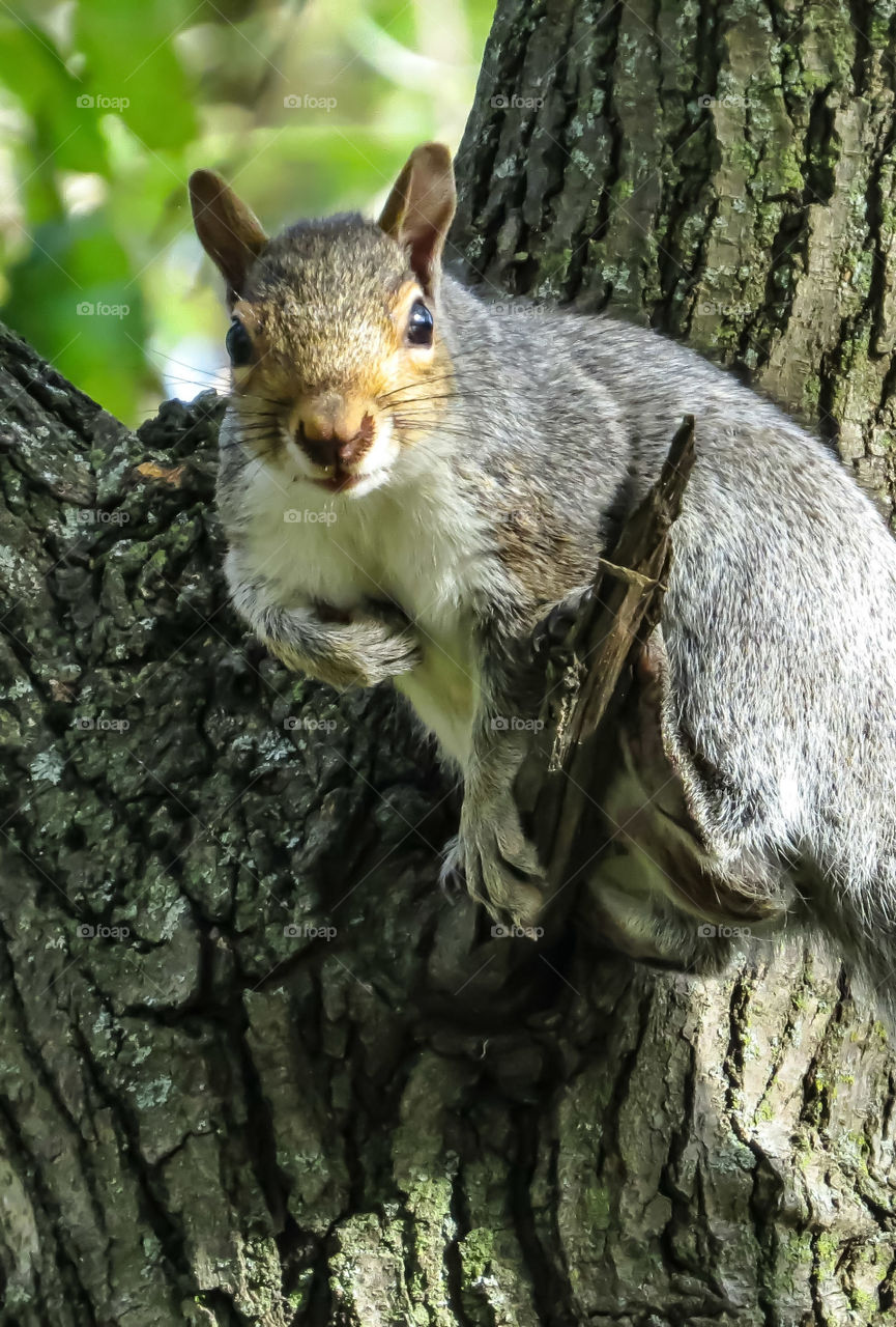 Squirrel Pointing With His Paw At Himself. Who Me?