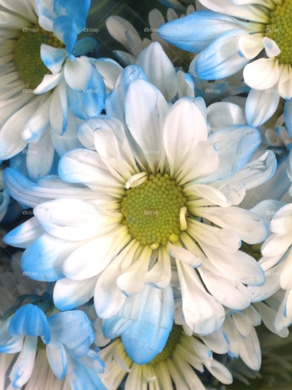 A blue and white daisy.