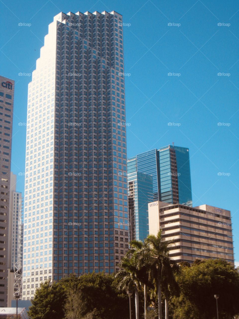 Gorgeous tall city skyscrapers against bright blue cloudless sky with foliage in forefront. 