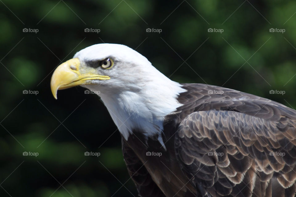 canada eagle bald american by walters