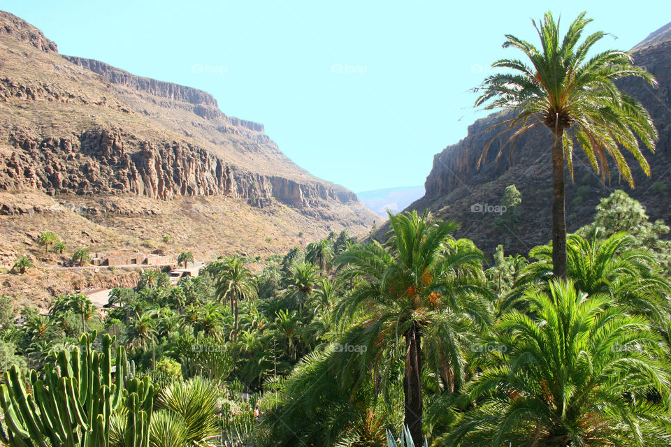 Palm, Travel, No Person, Tropical, Tree