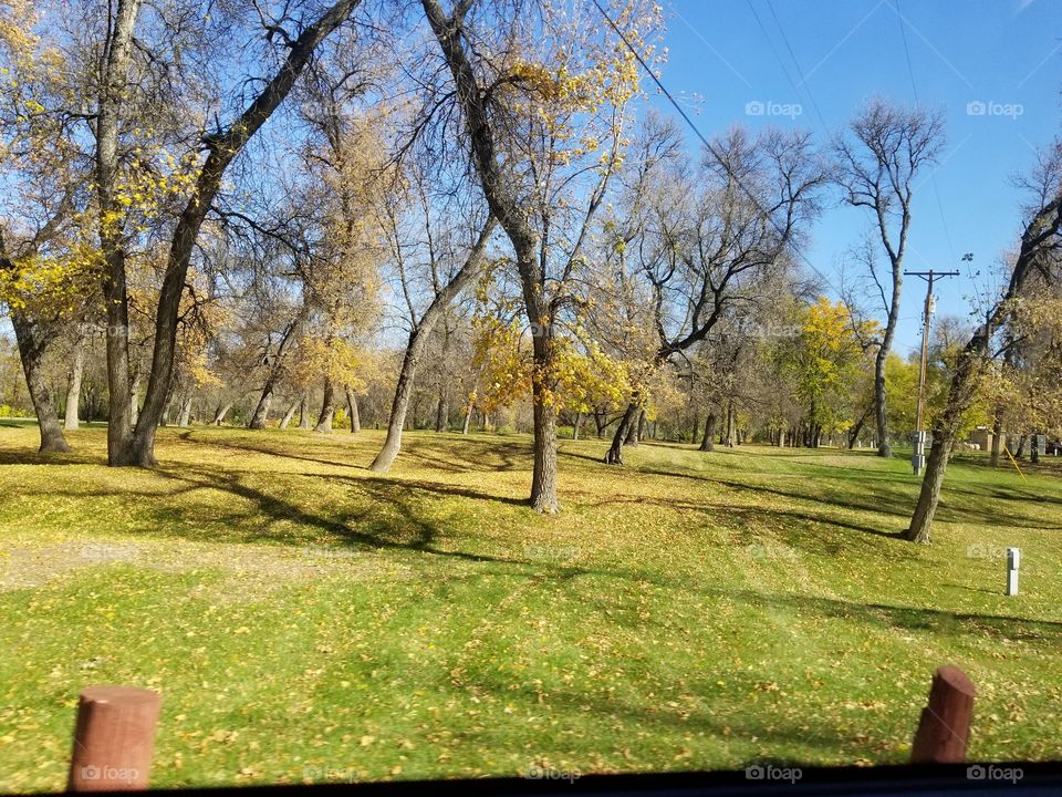 Tree, Landscape, Grass, Park, Nature