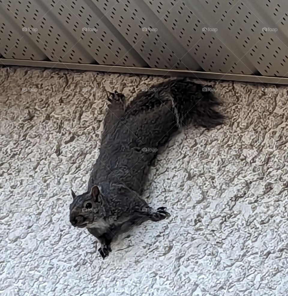 gray squirrel on stucco