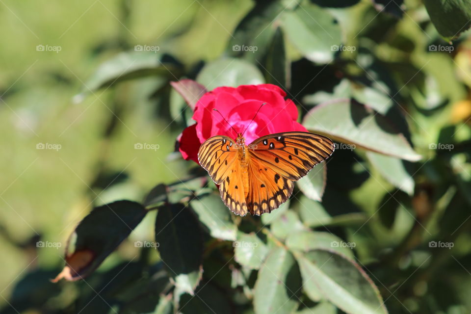 Waiting in a garden doe something beautiful to appear doesn't take long. 