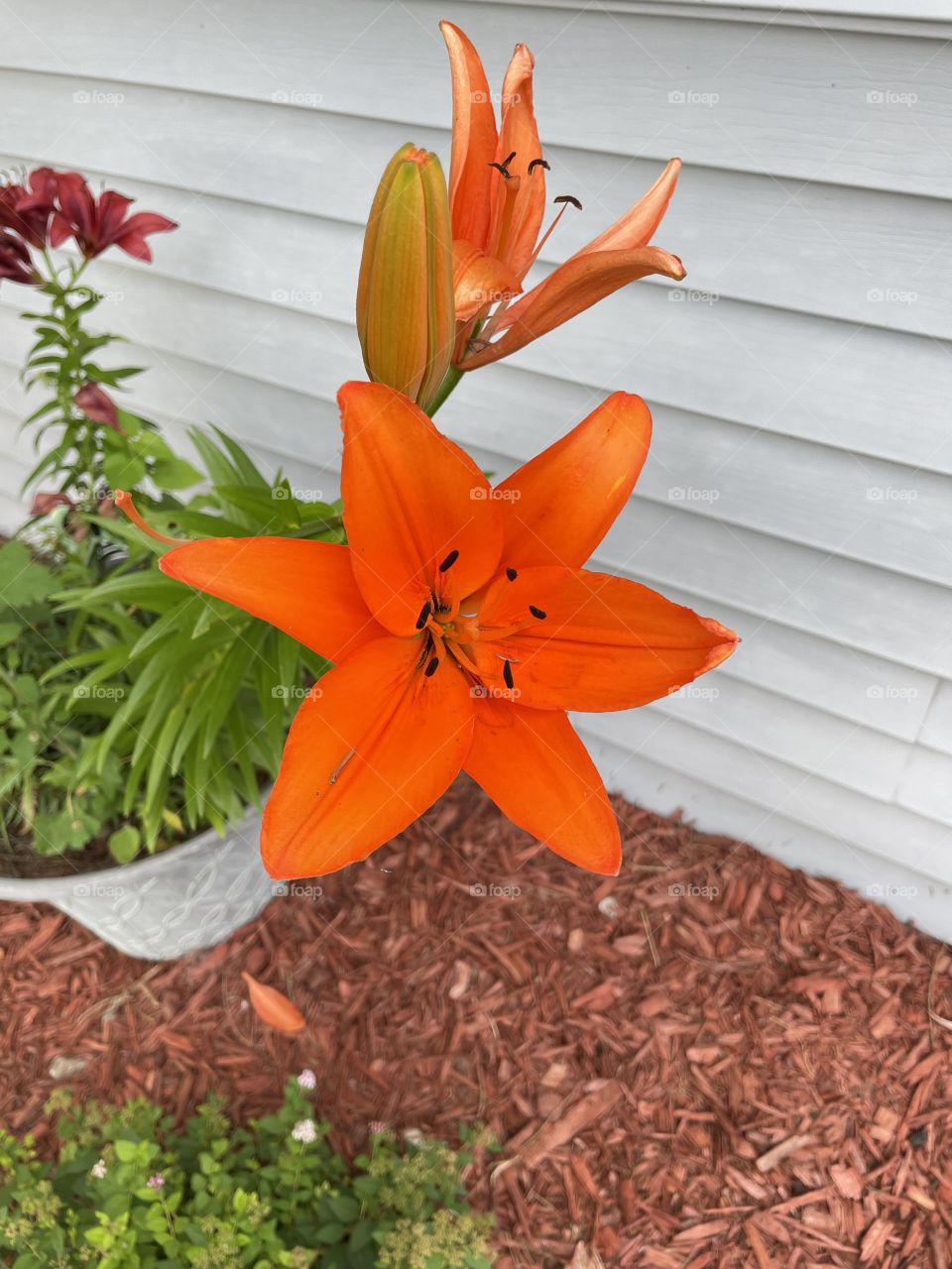 Just a beautiful lily !