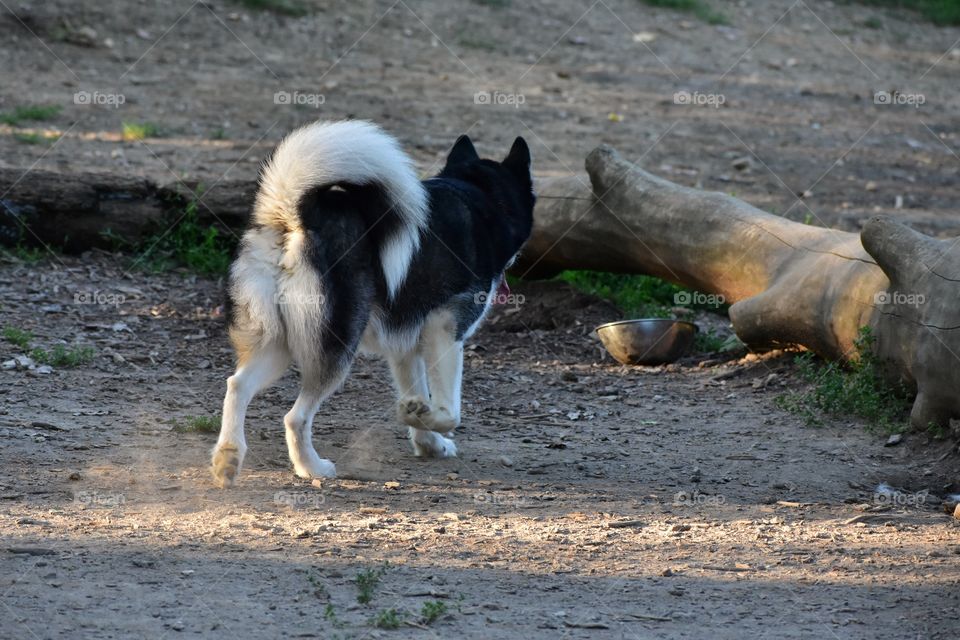 Beautiful dog kicking up dust while playing at a nature park