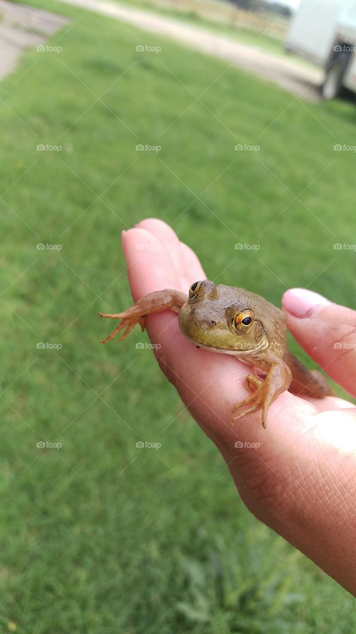 frog2 06-14-15. good morning frog smiling