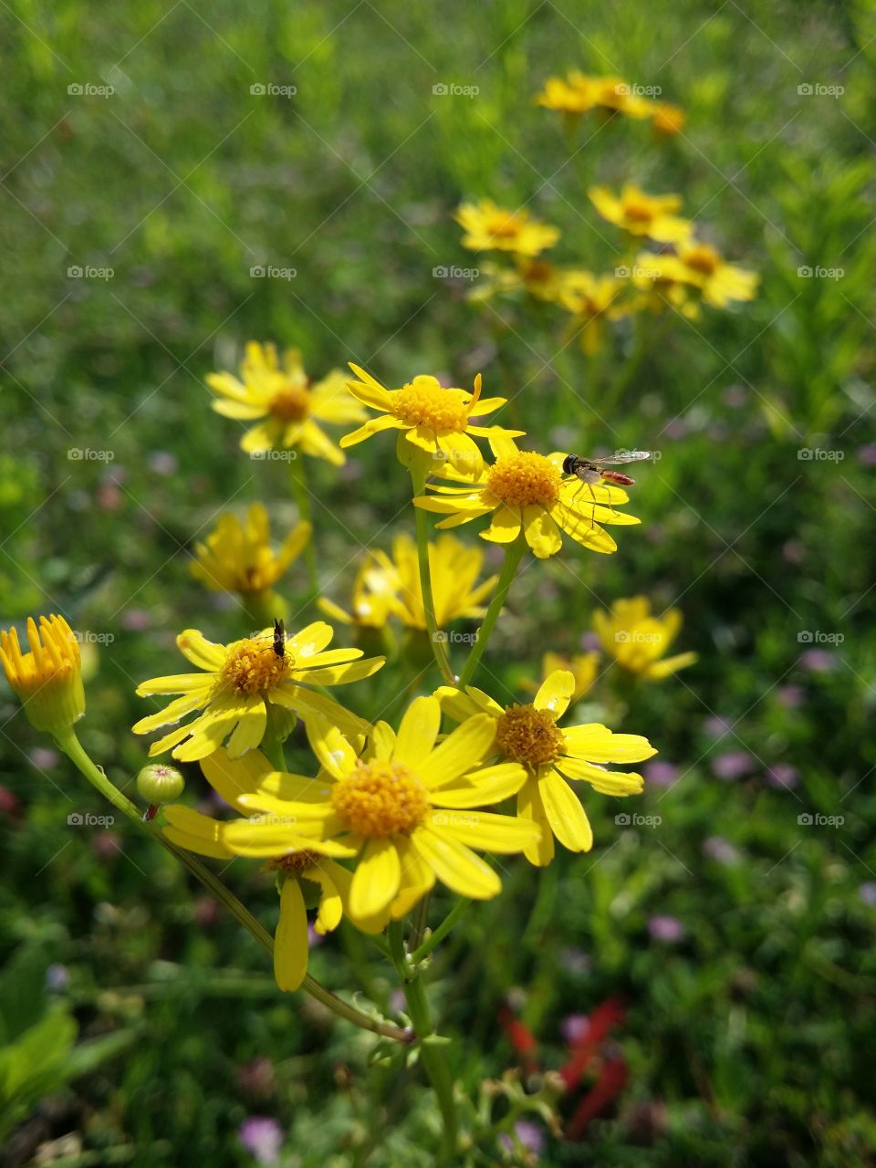 Yellow Wildflowers