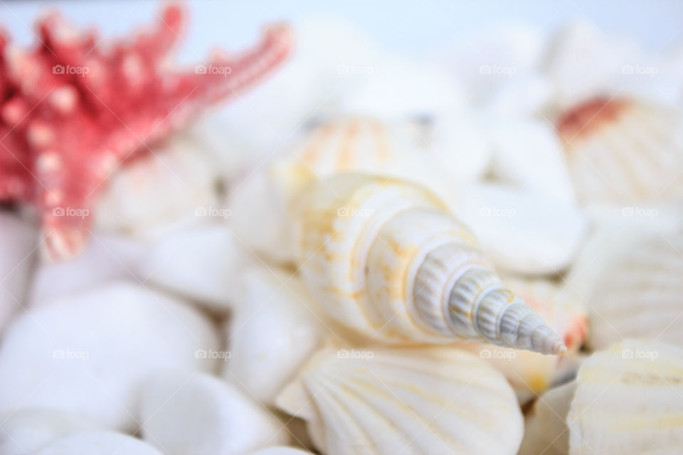 seashells on a background of white stones