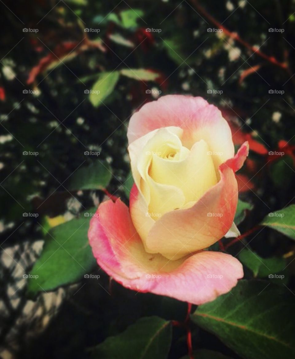 🌹 🇺🇸 Very beautiful flowers to brighten our day.  Live nature and its beauty. Did you like the delicate petals? / 🇧🇷 Flores muito bonitas para alegrar nosso dia. Viva a natureza e sua beleza. Gostaram das pétalas delicadas? 