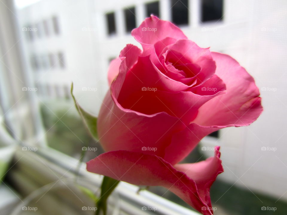 Flower, Rose, No Person, Love, Nature