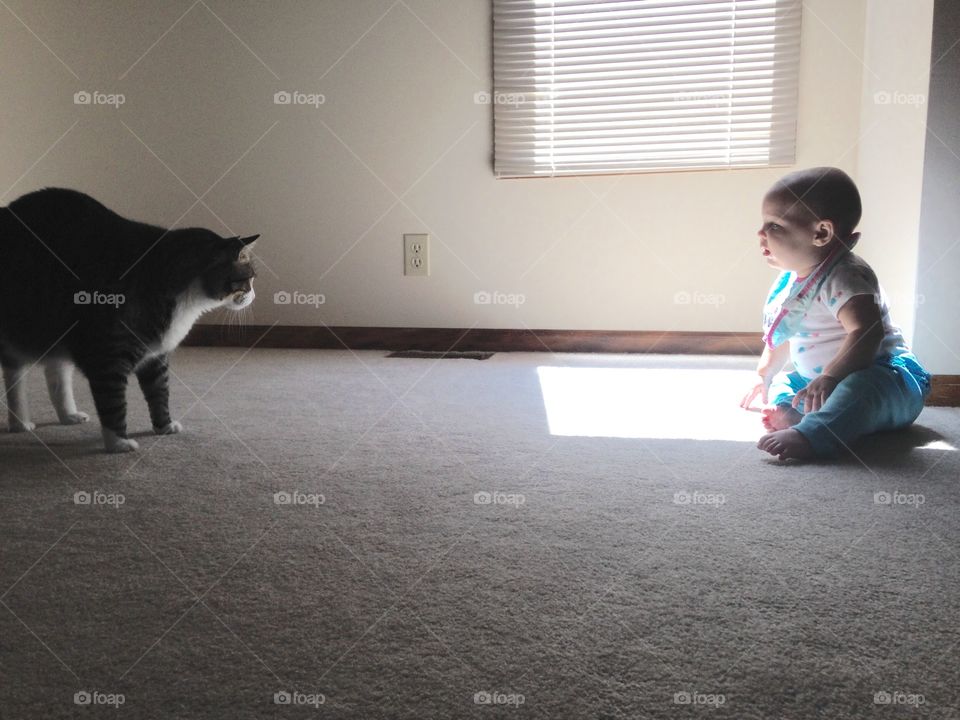 Cat meets baby. Child and house cat meet 