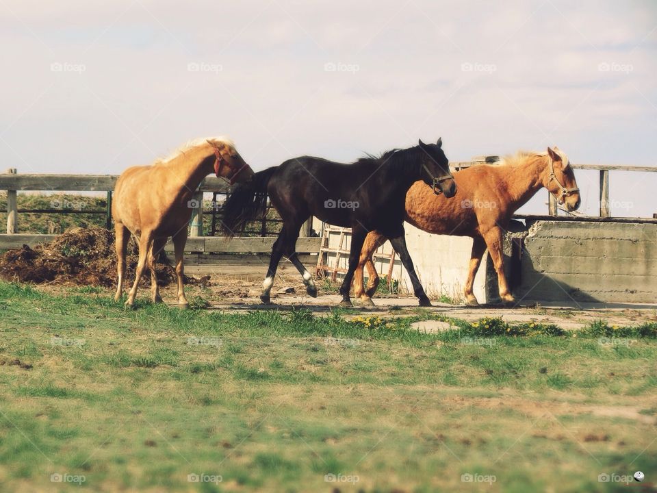 Three amigos 