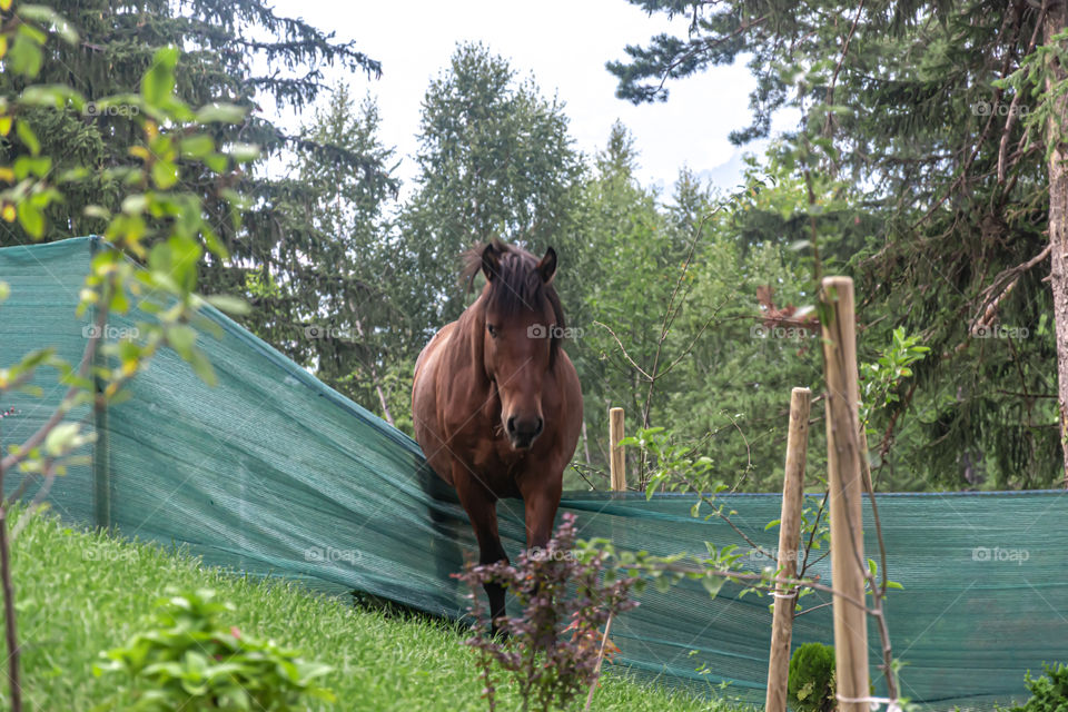 Hungry wild horse destroyed fence for food