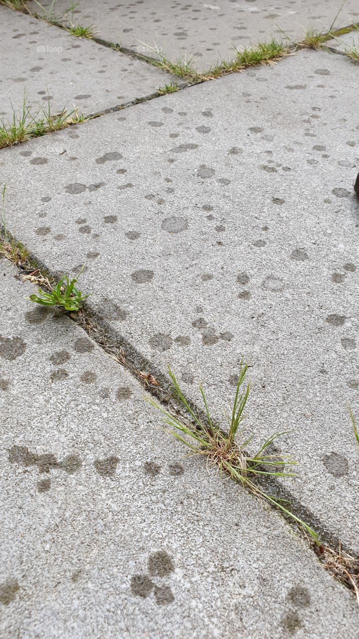 raindrops on the pavement