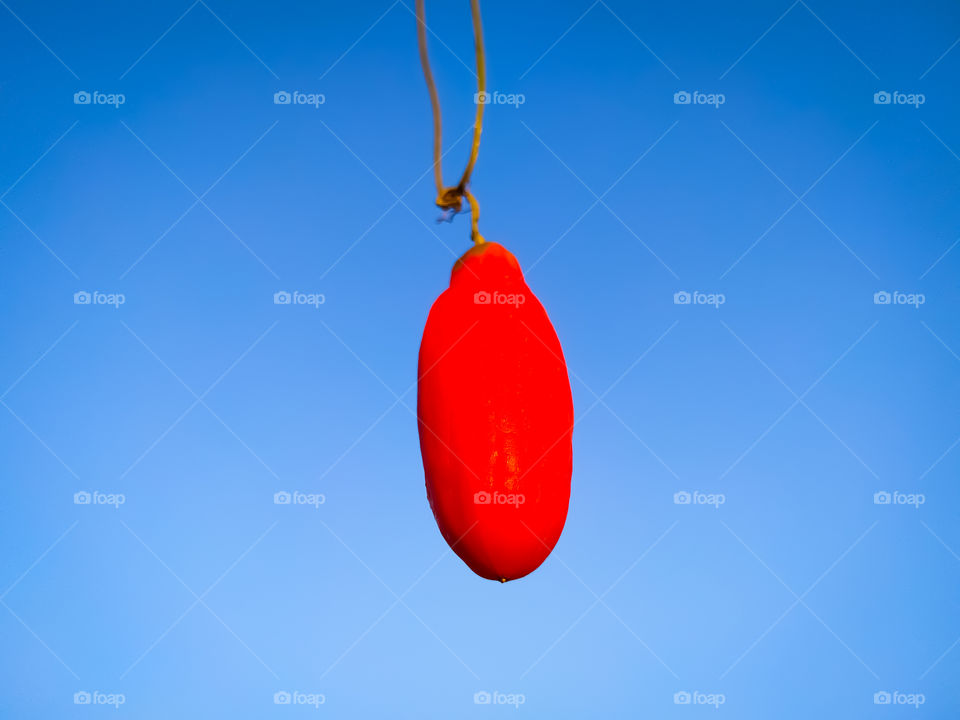 Ripe red fruit of Ivy Gourd (Coccinia grandis) with blue at the background