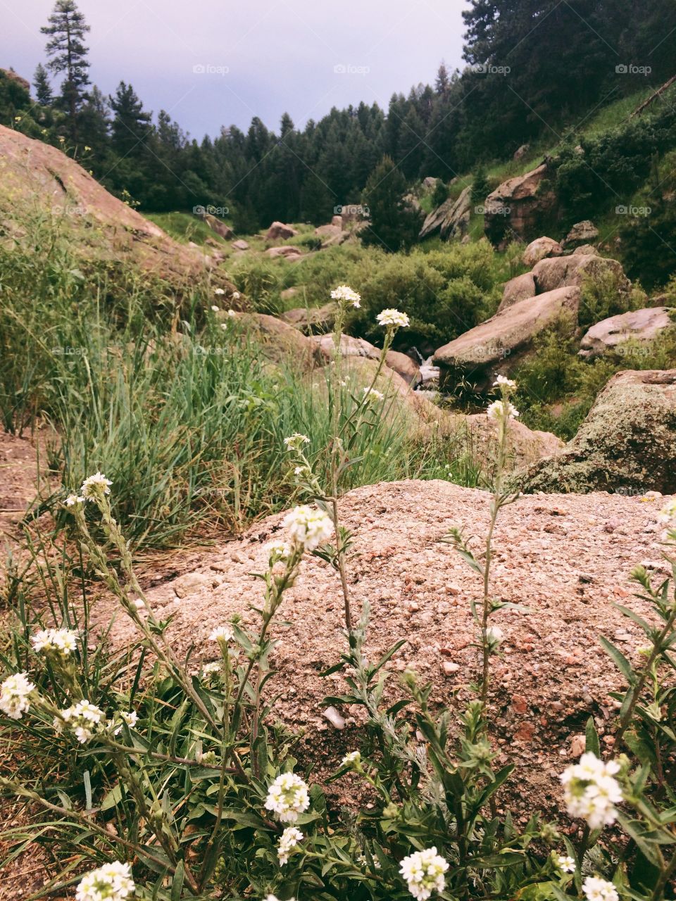 View of wildflowers in forest