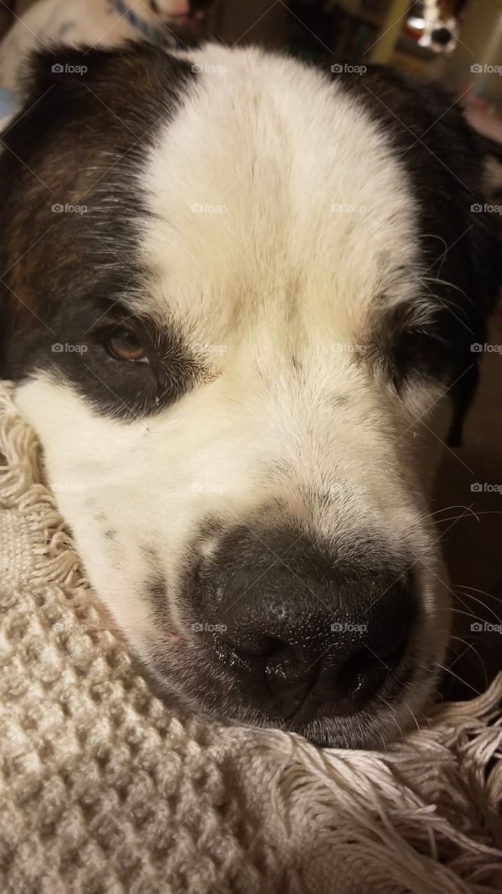 pup