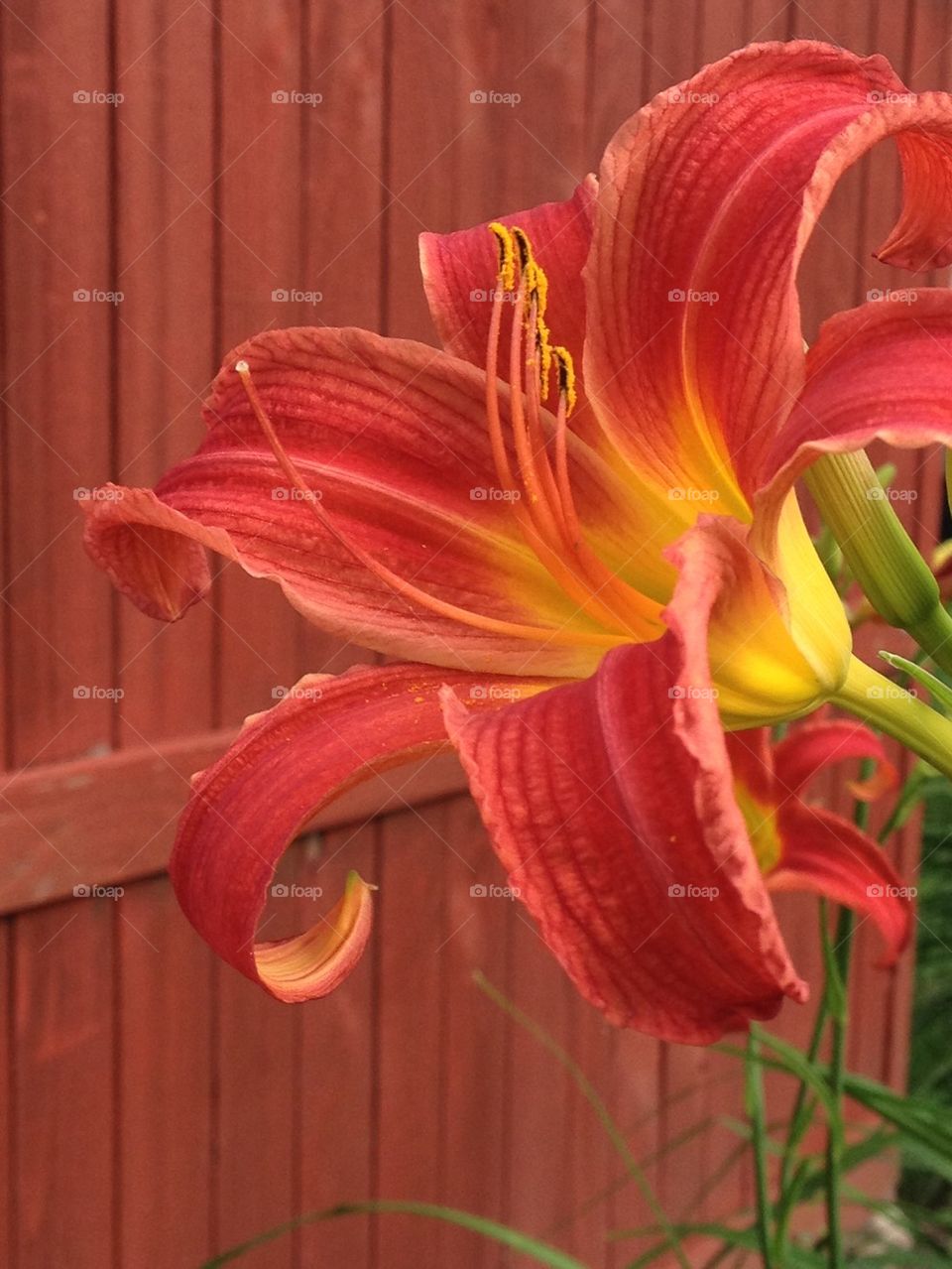 The Neighbor's Daylilly