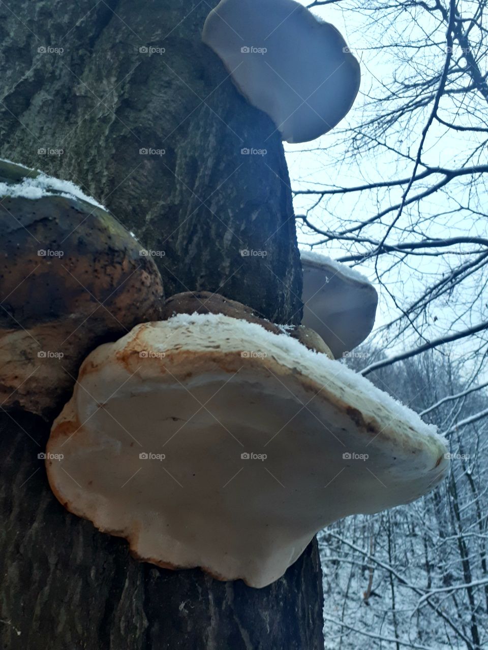 mushrooms on the tree