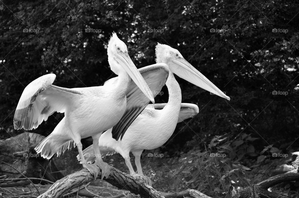 Birds in black&white