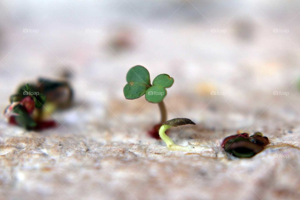Planta germinando em papel reciclado
