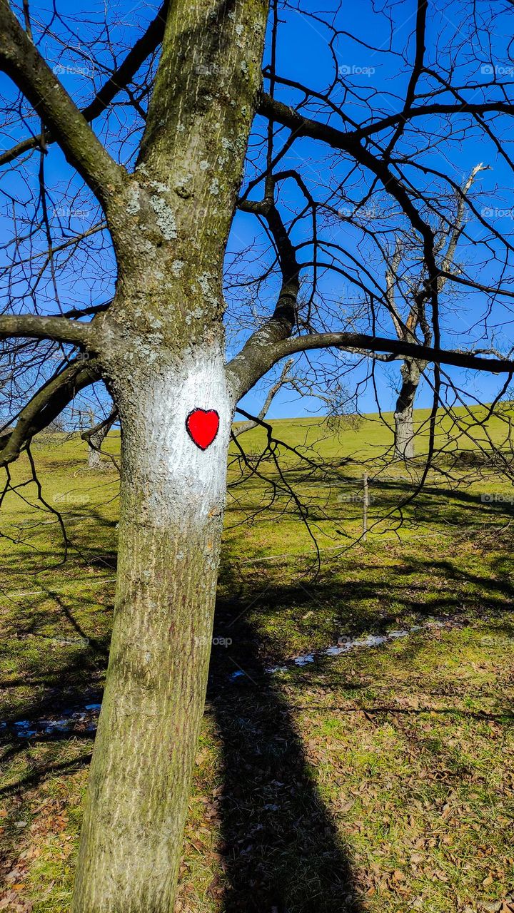 Heart of the tree