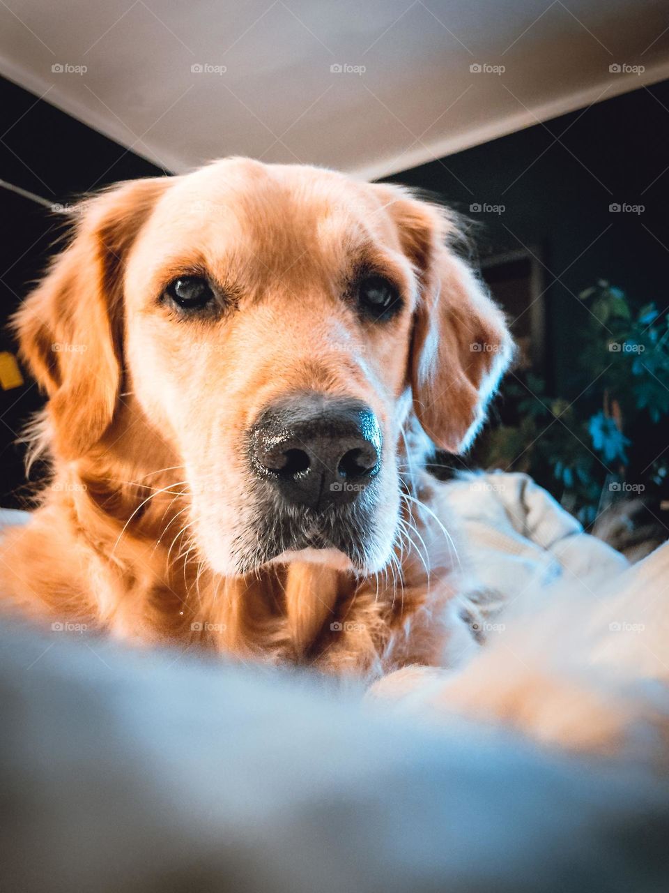 Close up on a golden retriever