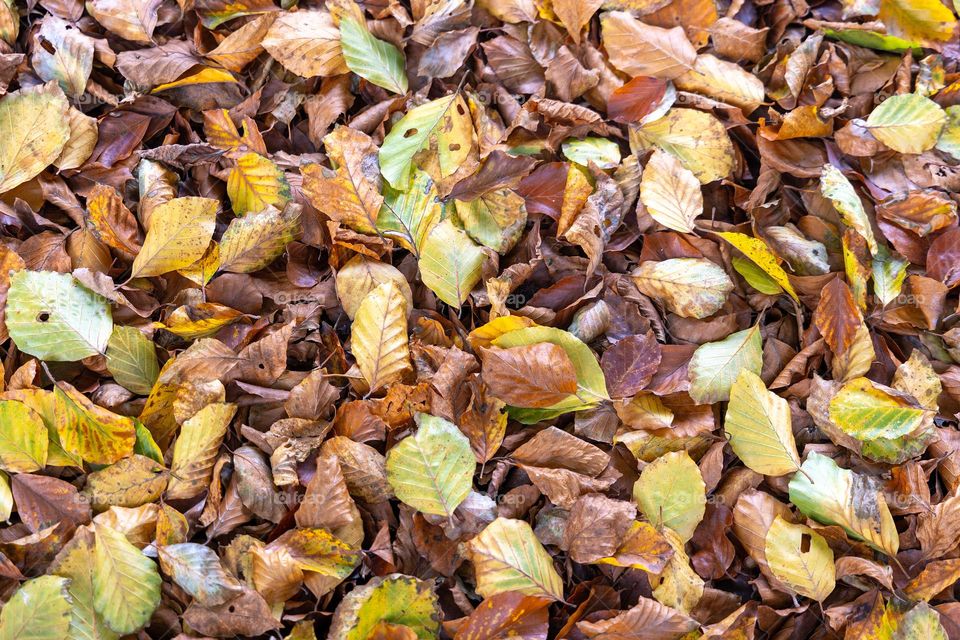 Layer of colorful autumn leaves (mostly from beech trees)