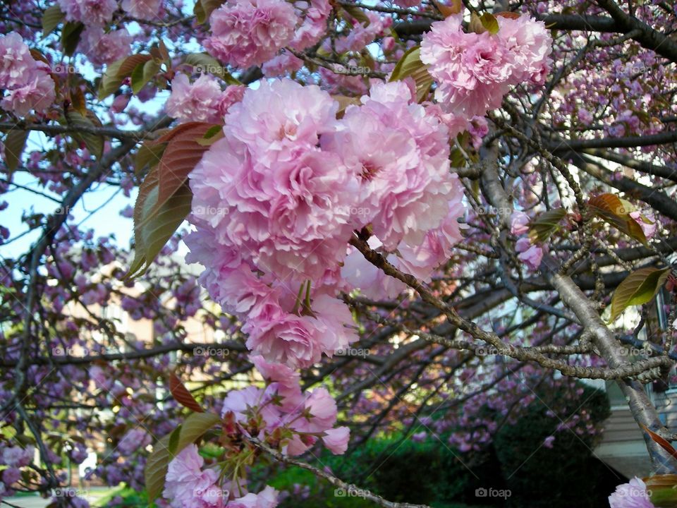 Cherry Blossom Tree 