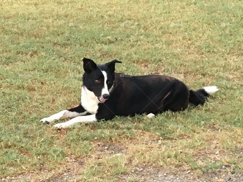 Waiting for the sheep!