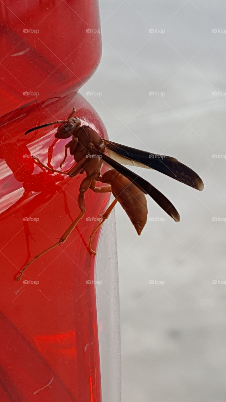 red wasp