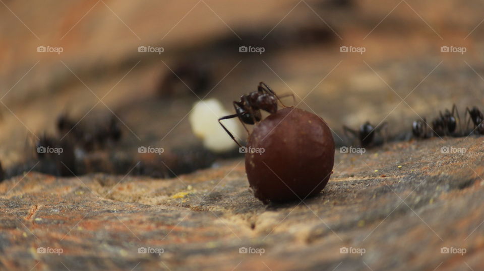 closup of ants living their life
