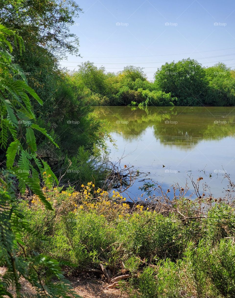 Lakeshore on a Summer Day