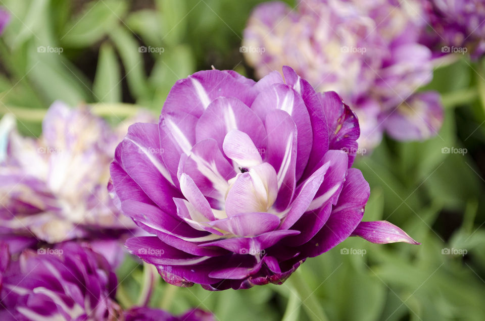 purple flower. flower garden color
