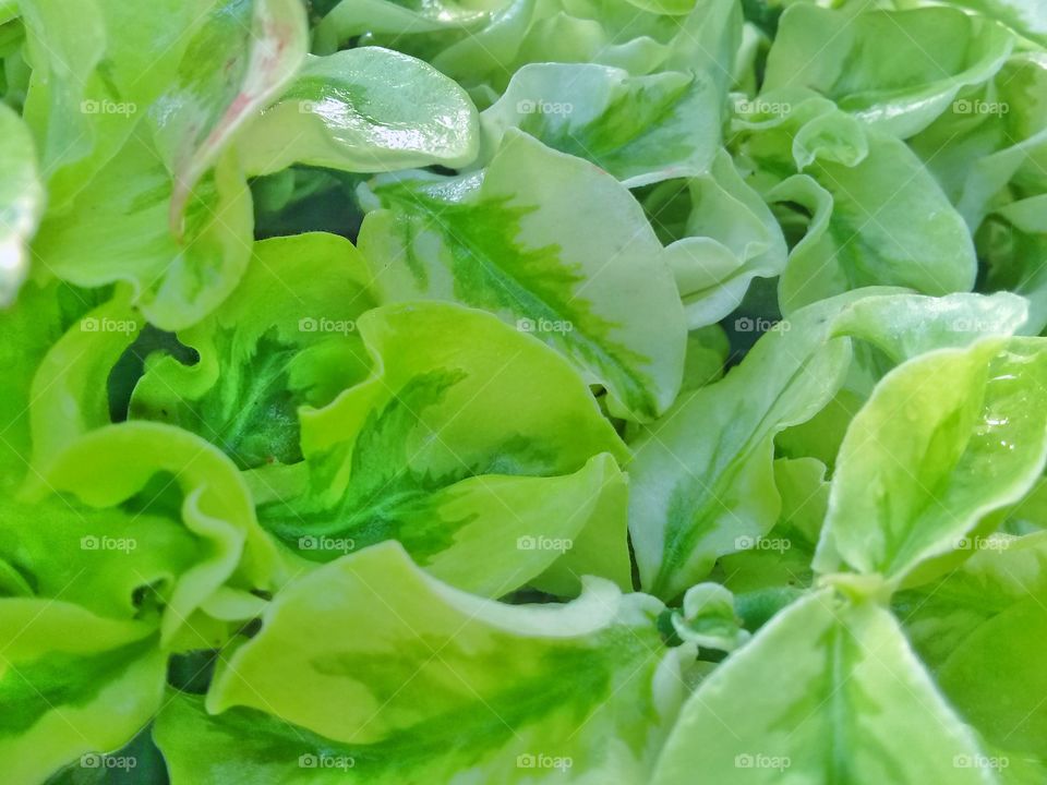 plant fresh with green color with combination leaf white
