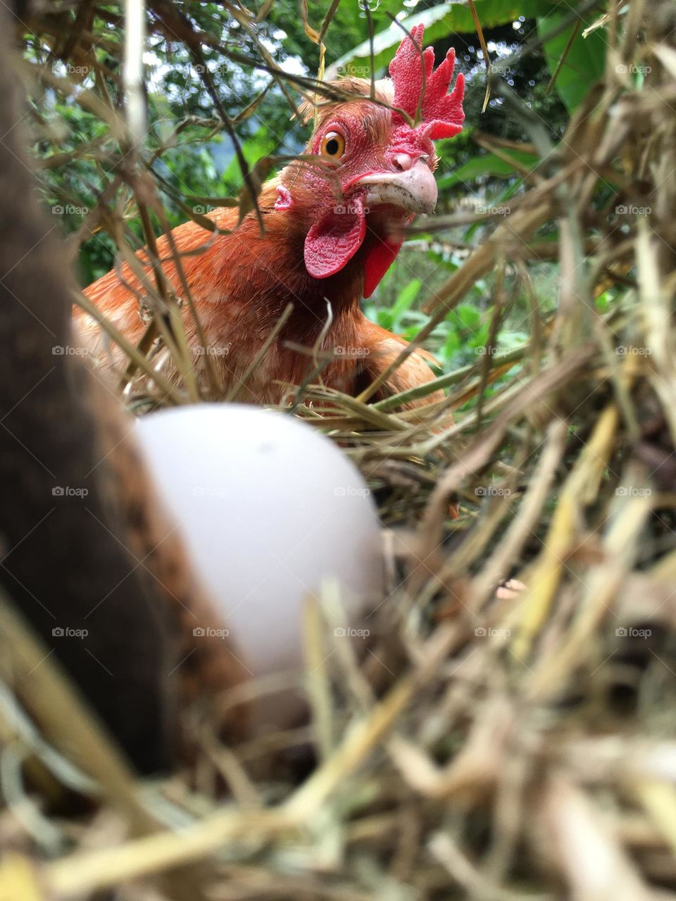 Hen