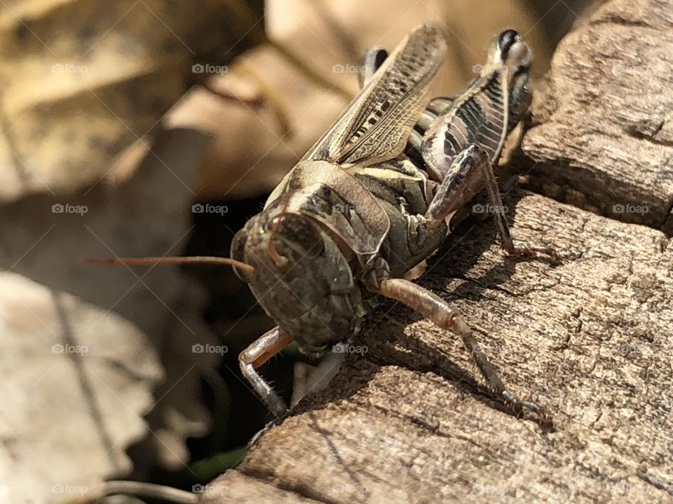 Grasshopper up close and personal. 