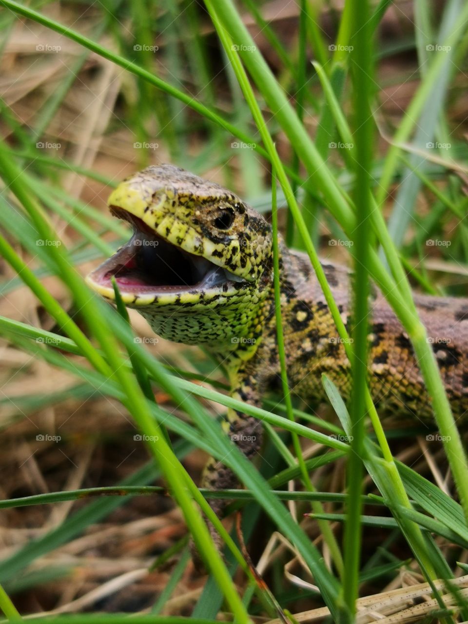 Little lizard. Poland