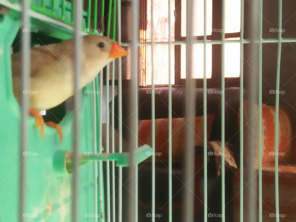  Colored birds inside the cage