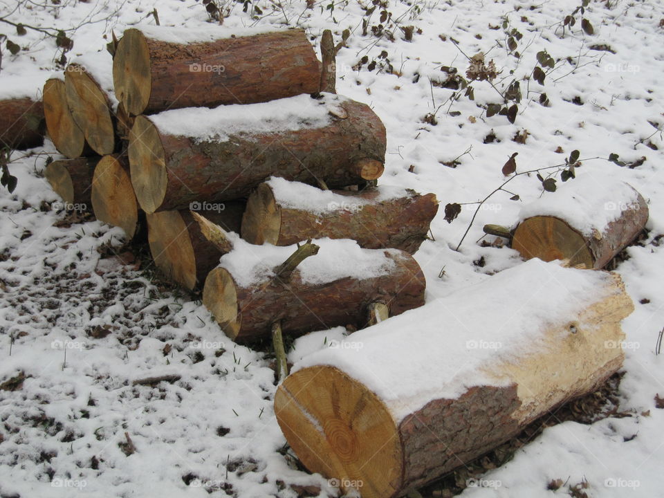 Snow Covered Logs