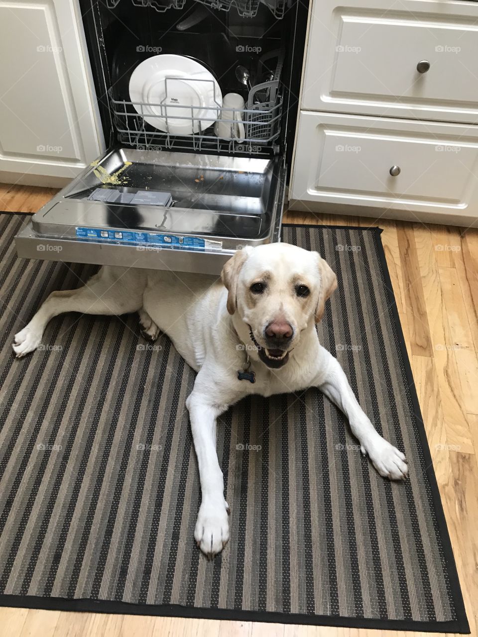 A yellow Labrador under dishwasher door 