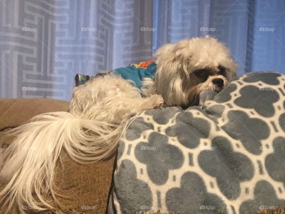 Gracie Girl getting her rest