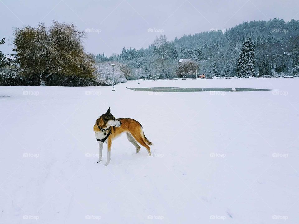 Dogs on snow covered landscape in winter