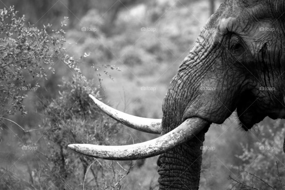 Elephant, Mammal, Wildlife, Nature, Animal