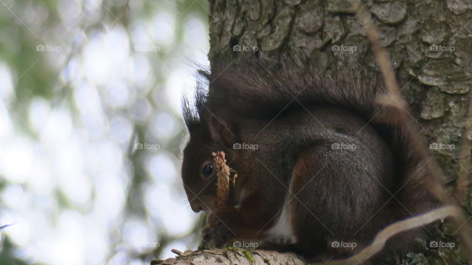 Eating squirrel 