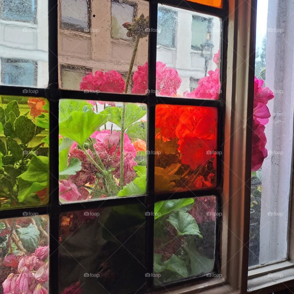 stained glasse window pane. i side looking out to geraniums and building